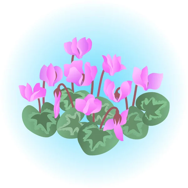 Kvetoucí Cykloalkumen Květinami Listy Izolovaná Ilustrace Barvy Vektoru — Stockový vektor