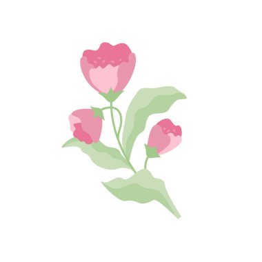 Pembe çiçekli ve yapraklı bitkinin izole edilmiş renk çizimi