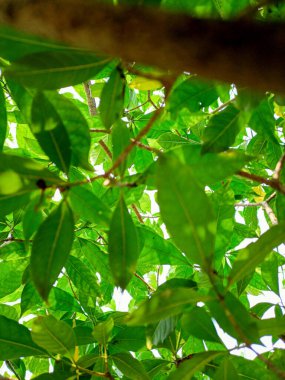 Yaprak Örtüsü Bir 'i Gölgede Dinlenmeye Davet Ediyor. bir ağacın dalları ve yaprakları 