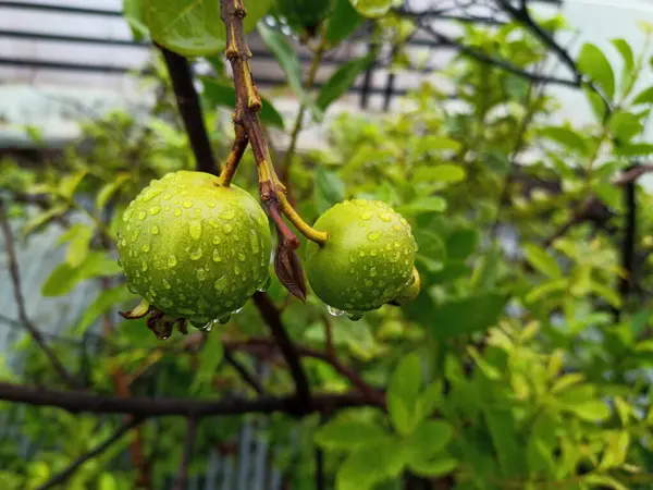 Capture of guavas hanging on the tree\'s branch. Hanging guava fruit. Close up of guavas . Healthy food concept. Guava. Ripe Tropical Fruit Guava on Guavas Tree. Guava fruit garden. Guavas tree.