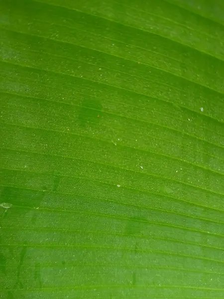 close up green banana leaf, banana leaf texture background. Creative layout made of green leaves, Nature background, banana tree leaf. macro photography.