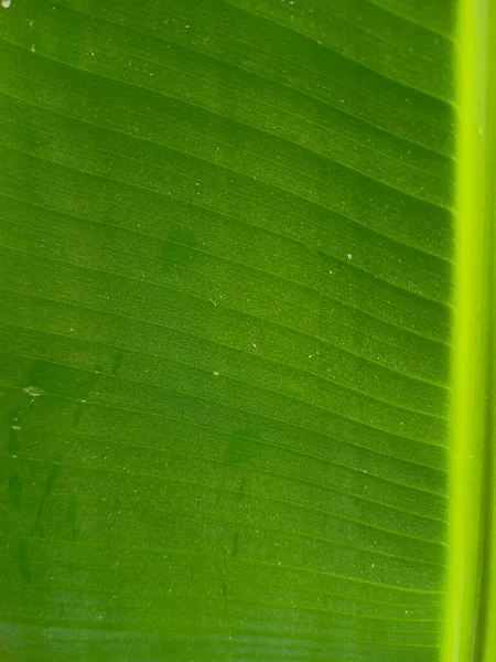 close up green banana leaf, banana leaf texture background. Creative layout made of green leaves, Nature background, banana tree leaf. macro photography.