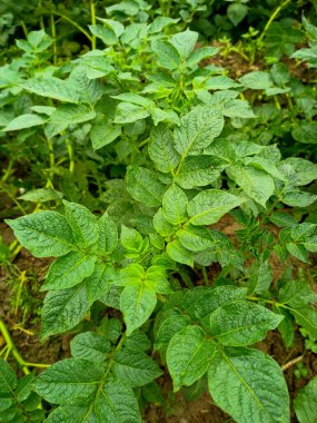 Yeşil patates fabrikasını kapatın. Yeşil patates bitkisinin güzel bir görüntüsü. Patates yetiştiriyorum. Tarım sektörü. Tarım sahnesi. Yumuşak odaklanma. Toprakta yeşil yapraklar olan bir bitki..