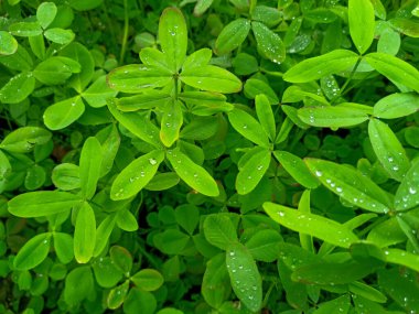 Trifolium Alexandrinum ya da berber tarlada yem şeklinde büyüyen yonca. Hindistan tarlasında Mısır yoncası tohumu. Üzerinde su damlaları olan yeşil bir bitki..