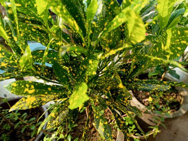 Altın Yıldız Croton (Codiaeum variegatum), yeşil yapraklı ve parlak altın benekleri olan tropikal bir çalılıktır. İçeride ya da dışarıda yetişebilir..