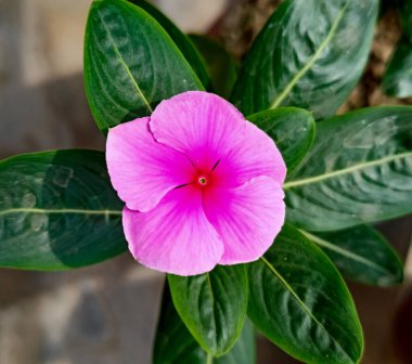 Vinca Flowers 'a (madagaskar menekşe) yakın çekim. Vinca, Apocynaceae familyasından bir bitki cinsi olup, İngilizce adı Catharanthus cinsi ile paylaşılmaktadır..