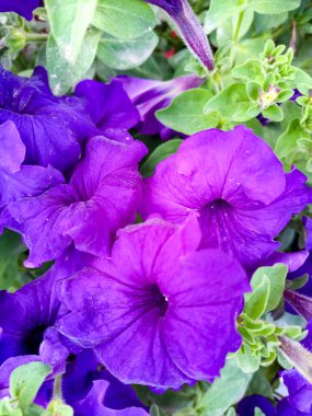 Yeşillik yeşilliklerle çevrili canlı mor petunya çiçekleri. Bahçe temaları, çiçek özgeçmişi ve doğa esinlenilmiş tasarımlar için mükemmel. Çiçek açan mor petunya çiçekleri