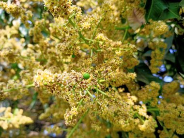 Mango ağacı filizleri ve çiçekleri yakından çek. Mangifera indica yaygın olarak mango olarak bilinir. Küçük mangoları ve çiçekleri olan meyve taşıyan bir resim..