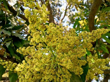 A close up shot of mango tree fruit sprouts and flowers. Mangifera indica commonly known as mango. A shot of fruit bearing tree with small mangoes and its flowers. clipart