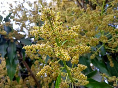 Mango ağacı filizleri ve çiçekleri yakından çek. Mangifera indica yaygın olarak mango olarak bilinir. Küçük mangoları ve çiçekleri olan meyve taşıyan bir resim..