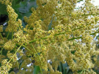 Mango ağacı filizleri ve çiçekleri yakından çek. Mangifera indica yaygın olarak mango olarak bilinir. Küçük mangoları ve çiçekleri olan meyve taşıyan bir resim..