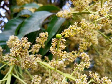 Mango ağacı filizleri ve çiçekleri yakından çek. Mangifera indica yaygın olarak mango olarak bilinir. Küçük mangoları ve çiçekleri olan meyve taşıyan bir resim..