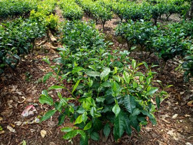 Yeşil çay ağacı tarlada taze taze tomurcuk bitkisel yeşil çay ağacı kamelya sinensis organik çiftliğinde. Taze Ağaç çay tarlalarını kapatın. Dağ yeşili doğa bitkisel bitki arka planında..