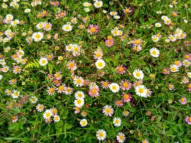 Çiçekli Erigeron Karvinskianus Daisy Bitkileri Grubu. Marguerite (Bellis perennis) otlar arasında doğada çiçek açar.