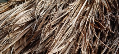 Palmiye yaprakları bitki örtüsü ve bitki örtüsü.