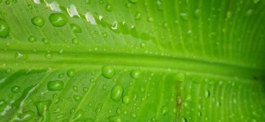 Su damlası ile yeşil muz yaprağı arka planı