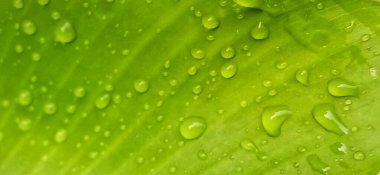 Su damlası ile yeşil muz yaprağı arka planı