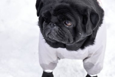 Beyaz kar manzarasına karşı siyah köpeğin yakın plan portresi. Gri, sıcak bir tulum giymiş güzel, safkan pug kızı. Akıllı namlu ağzı, düşünceli bakışlar..