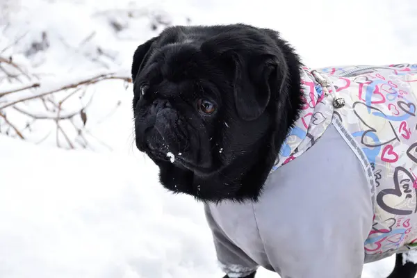 Beyaz kar manzarasına karşı siyah köpeğin yakın plan portresi. Gri, sıcak bir tulum giymiş güzel, safkan pug kızı. Karda akıllı bir ağızlık, yan yana düşünceli bakışlar..