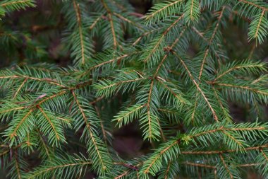 Ormanın derinliklerindeki köknar dalına yakından bak. Vahşi doğa detayları, yeşil iğneler, karamsar çam ağaçları..