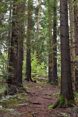Ukrayna, Karpat Dağları. Derin çam ormanı, yosunlu kökleri olan büyük yeşil ağaçlar, dik patikalar. Vahşi doğa, bulutlu bir gün. Huysuz manzara, orman manzarası.