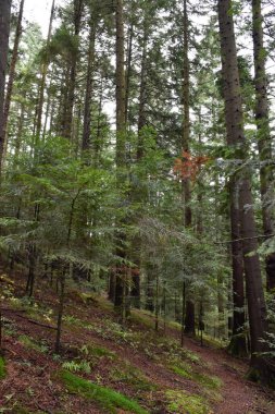 Ukrayna, Karpat Dağları. Derin çam ormanı, büyük yeşil ağaçlar, yosunlu toprak. Vahşi doğa, bulutlu bir gün. Huysuz manzara, orman manzarası.
