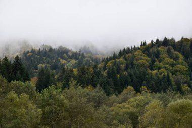 Ukraine, Carpathian mountains. Thick fog in deep pine forest, on tops of evergreen trees. Overcast day. Moody landscape, colorful autumn nature, woodland view.