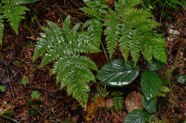 Ukrayna, Karpatlar. Yeşil eğreltiotu, yosun ve düşen yapraklar arasında, sonbahar ormanlarında yağmur üstüne yağmur..