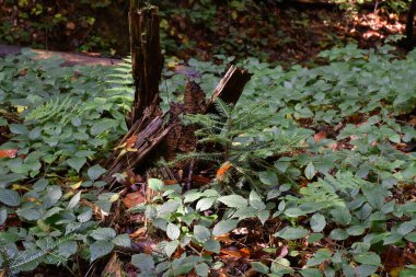 Ukrayna, Karpatlar. Yeşil yapraklar, eğreltiotu, kozalaklı dallar, yeryüzündeki ağaç kütükleri, derin sonbahar ormanlarında güneş ışığı..