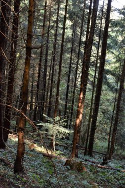 Ukrayna, Karpatlar. Derin çam ormanı, büyük yeşil ağaçlar, küçük çam ağacında güneş ışığı. Vahşi doğa, güzel manzara, orman manzarası..
