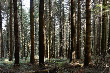 Ukrayna, Karpatlar. Derin çam ormanı, büyük gölge ağaçları, yeşil yapraklar, güneş ışığı. Vahşi doğa, güzel manzara, orman manzarası..