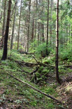 Ukrayna, Karpatlar. Çam ormanı, yeşil yapraklar, yosunlu toprak, devrilmiş ağaçlar, güzel manzaralar. Vahşi doğa, büyük ağaçlar, orman manzarası..