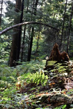 Ukrayna, Karpatlar. Derin çam ormanı, sonbahar manzarası. Yeşil eğreltiotu yaprakları üzerindeki güneş ışığı, ağaç kütüğü, vahşi doğa, ağaçlar, ormanlık.