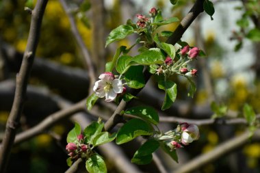 Elma çiçekleri, beyaz çiçekler, kırmızı tomurcuklar, yeşil yapraklar, bahar bahçesinde çiçek açan ağaç dalı, sıcak güneşli bir gün, kırsal kesimde..