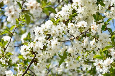 Kiraz çiçekleri, beyaz kokulu çiçekler, bahar bahçesinde çiçek açan ağaç dalları, sıcak güneşli bir gün, kırsal kesimde..