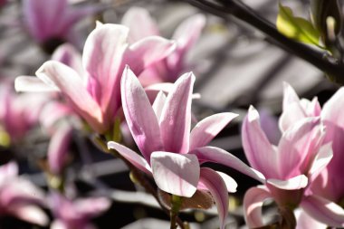 Manolya pembe çiçekleri, bahar bahçesinde çiçek açan ağaçlar evin arka planında, sıcak güneşli bir gün, kırsal kesimde..