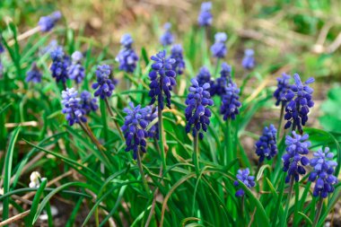 Üzüm sümbülü, muskari mavisi çiçekler yeşil çimenlerin arasında yetişir..