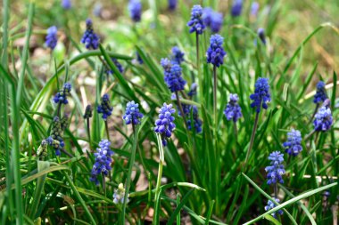 Üzüm sümbülü, muskari mavisi çiçekler yeşil çimenlerin arasında yetişir..