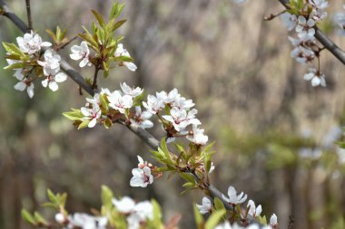 Erik çiçekleri, beyaz kokulu çiçekler, bahar bahçesinde açan çiçek ağaçları, sıcak güneşli bir gün, kırsal kesimde..