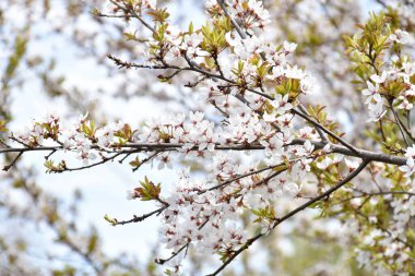 Erik çiçekleri, açık mavi gökyüzünün arka planında beyaz kokulu çiçekler, bahar bahçesinde çiçek açan ağaçlar, sıcak güneşli bir gün, kırsal kesimde.