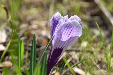 Mor tarlalar, bahçedeki ilkbahar çiçekleri ılık güneşli bir günde yeşil çimlerin arasında, yakın görüş..