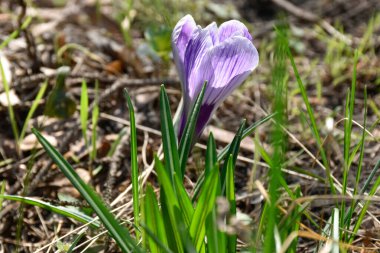 Mor tarlalar, bahçedeki ilkbahar çiçekleri ılık güneşli bir günde yeşil çimlerin arasında, yakın görüş..