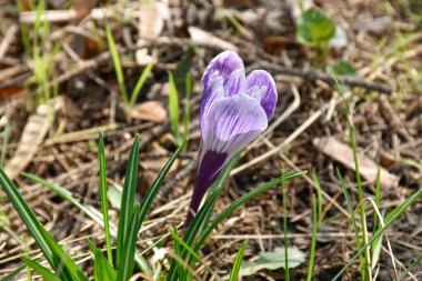 Mor tarlalar, bahçedeki ilkbahar çiçekleri ılık güneşli bir günde yeşil çimlerin arasında, yakın görüş..