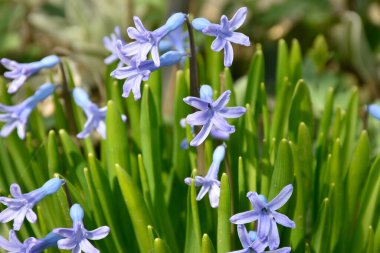 Bahar bahçesinde güzel çan çiçekleri, mavi çiçekler, güneş ışığı, yakın görüş..