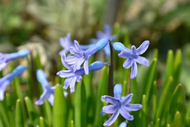 Bahar bahçesinde güzel çan çiçekleri, mavi çiçekler, güneş ışığı, yakın görüş..