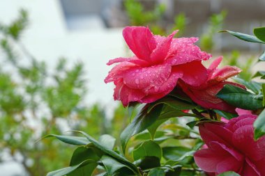 Güzel pembe kamelya çiçekleri yağmurdan sonra bahçede