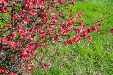 İlkbahar. Güneşli bir günde kırmızı çiçekli dikenli Japon ayva ağacı. Chaenomeles japonica