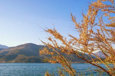 Güzel güneşli Akdeniz manzarası. Baharda tamariks ağacının dalları. Karadağ, Kotor Körfezi