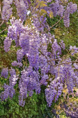 İlkbahar. Güneşli bir günde parkta salkımın güzel çiçekleri