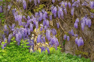 Wisteria 'nın güzel çiçekleri güneşli bahar gününde harap olmuş eski duvarın yanında.